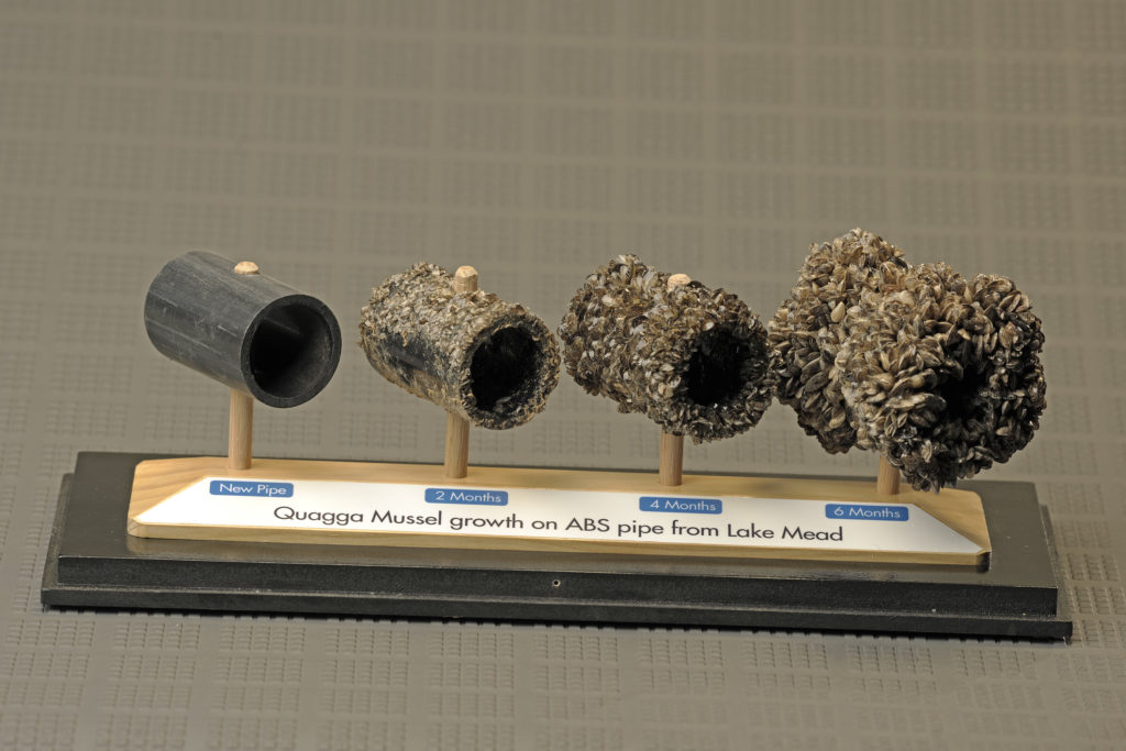 Quagga Mussel Display