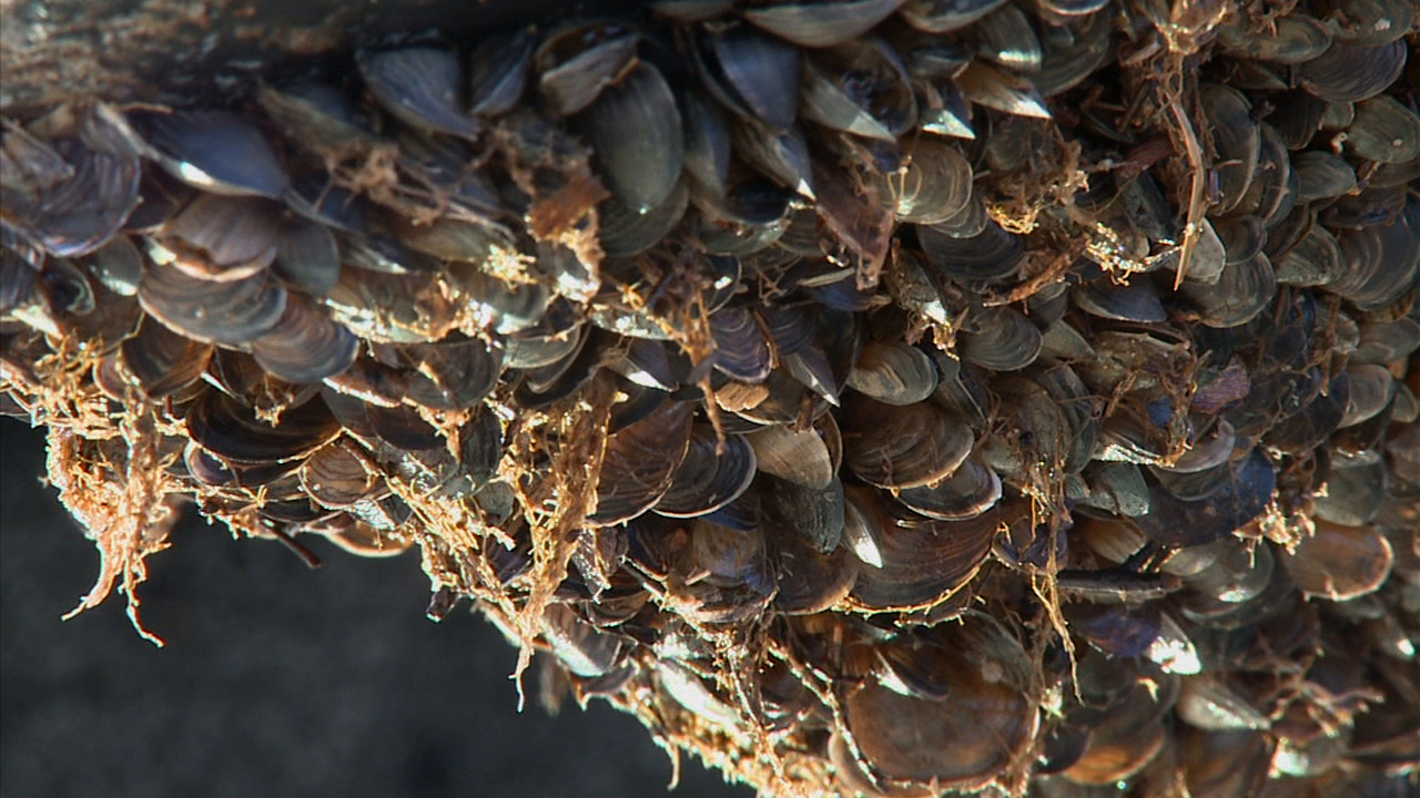 Don’t ferry quagga mussels Don’t ferry quagga mussels
